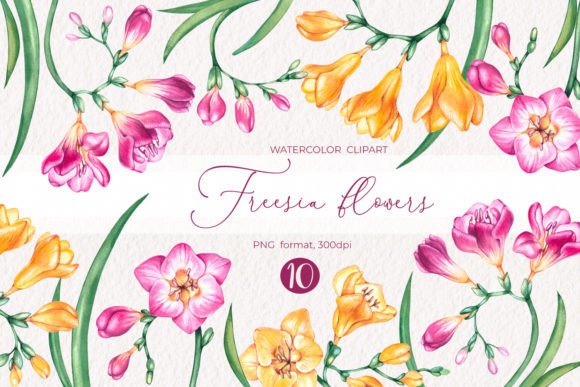 Evaluating the Practical Value of Watercolor Freesia Flowers Clipart PNG for Modern Design Projects
