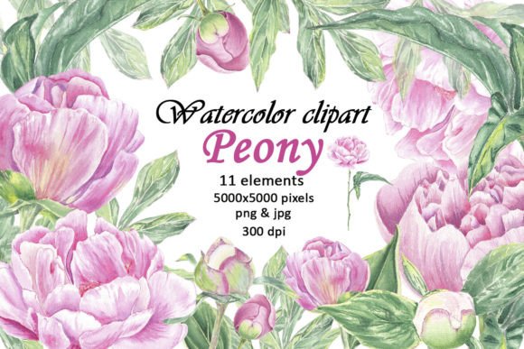 Watercolor Clipart Pink Peony Flowers: A Practical Asset for Designers and Creators